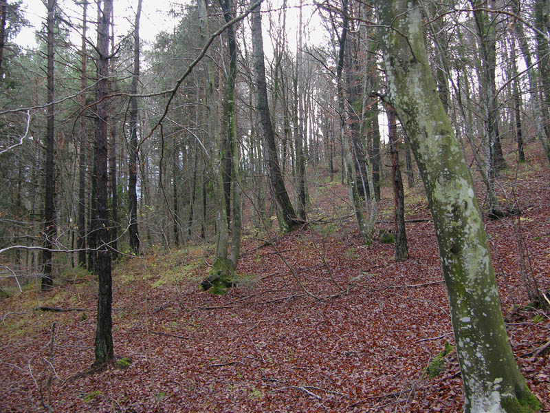 Funghi di sabato 08 novembre.